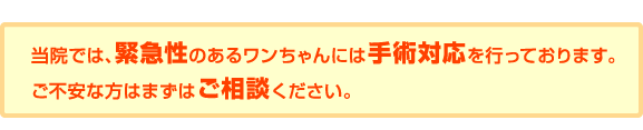 当院では、緊急性のあるワンちゃんには手術対応をさせていただいております。<br />
ご不安な方はまずはご相談ください。 